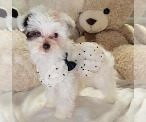 YorkiePoo Puppy for sale in BOCA RATON, FL, USA