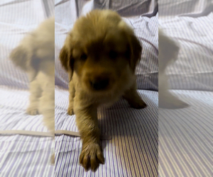 Golden Retriever Puppy for sale in SUN VALLEY, NV, USA