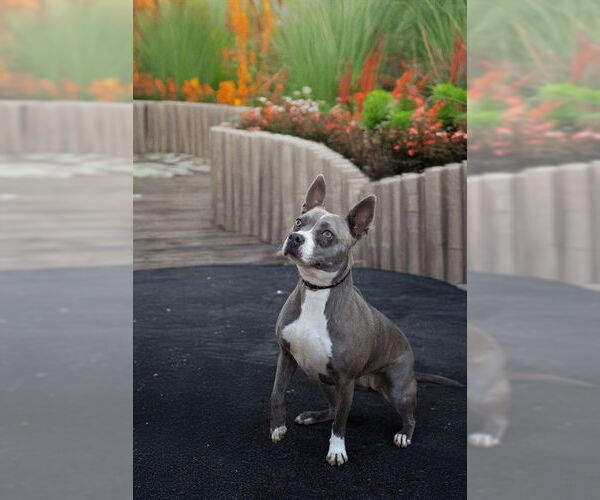 Medium Photo #2 Mutt Puppy For Sale in Belleville, IL, USA