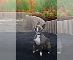 REGINA - Female Mutt Dog for Adoption - Photo #2