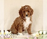Small #1 Goldendoodle (Miniature)