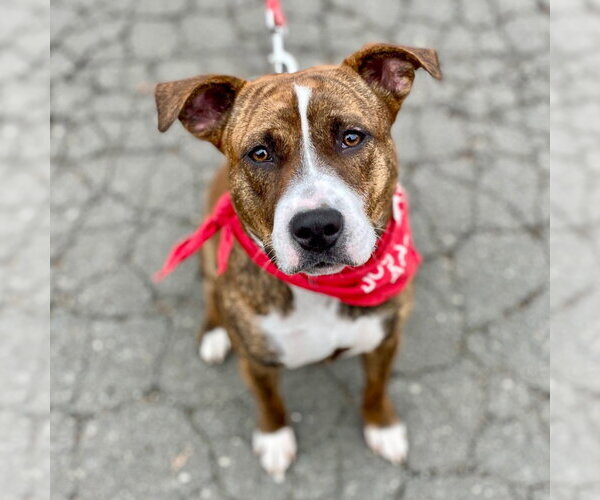 Medium Photo #16 Mutt Puppy For Sale in Canton, CT, USA