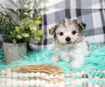 Small #1 Maltipoo