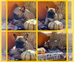 Small Photo #6 French Bulldog Puppy For Sale in EUNICE, LA, USA