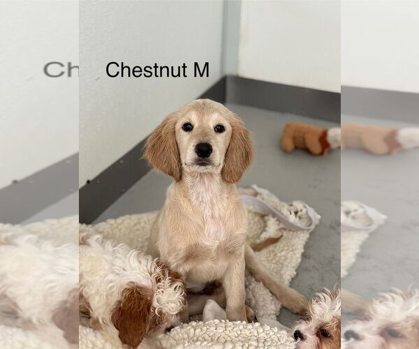 Medium Photo #1 Colonial Cocker Spaniel-Golden Retriever Mix Puppy For Sale in Studio City, CA, USA