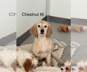 Colonial Cocker Spaniel-Golden Retriever Mix Dogs for adoption in Studio City, CA, USA