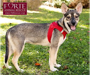 Ramona - Female Siberian Husky-Unknown Mix Dog for Adoption - Photo #3