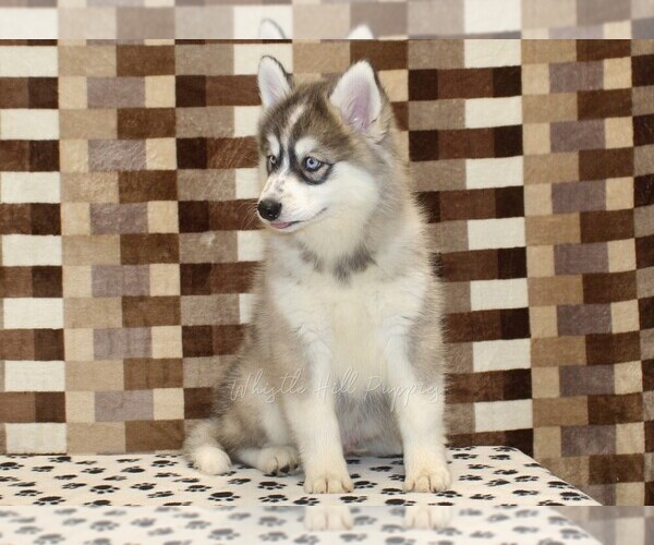 Medium Photo #3 Pomsky Puppy For Sale in DENVER, PA, USA