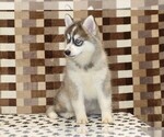 Small #2 Pomsky
