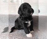 Small Photo #1 Portuguese Water Dog Puppy For Sale in LAKEVIEW, MI, USA