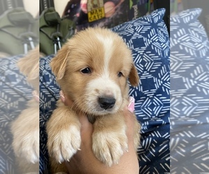 Golden Shepherd Puppy for sale in MORENO VALLEY, CA, USA