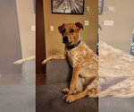 Small #1 Great Pyrenees Mix