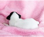 Small #11 Fox Terrier (Smooth)-Fox Terrier (Toy) Mix