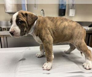 Mutt Dogs for adoption in Martinez, CA, USA