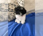 Small Photo #4 ShihPoo Puppy For Sale in GILBERTSVILLE, PA, USA