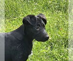 Small Photo #5 German Shepherd Dog-Unknown Mix Puppy For Sale in Royal Palm Beach, FL, USA