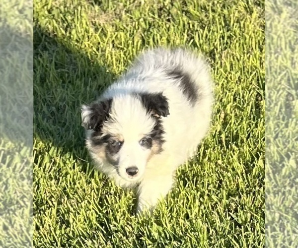 Medium Photo #24 Shetland Sheepdog Puppy For Sale in FORT MORGAN, CO, USA