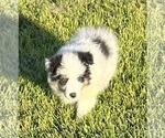 Small #23 Shetland Sheepdog