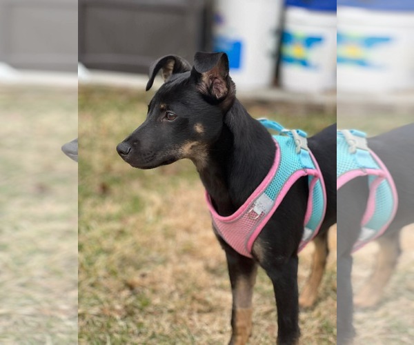Medium Photo #4 German Shepherd Dog-Unknown Mix Puppy For Sale in pomfret, CT, USA