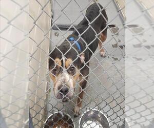 Mutt Dogs for adoption in Anchorage, AK, USA