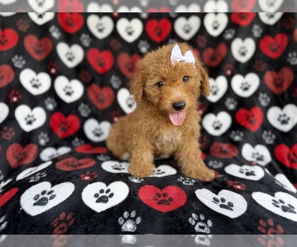 Medium Photo #3 Aussiedoodle Miniature  Puppy For Sale in LAKELAND, FL, USA