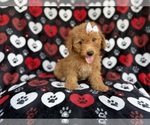 Small #2 Aussiedoodle Miniature 