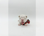 Small Photo #12 French Bulldog Puppy For Sale in PEARLAND, TX, USA