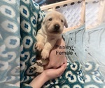 Puppy Pink Paisley Labrador Retriever