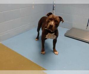 American Pit Bull Terrier Dogs for adoption in Moreno Valley, CA, USA