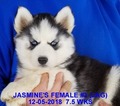 Small Photo #17 Siberian Husky Puppy For Sale in MANILLA, IA, USA