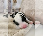 Small #11 Sheepadoodle