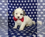 Small Photo #4 Lhasa-Poo Puppy For Sale in LINCOLN UNIV, PA, USA