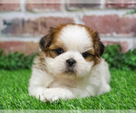 Small #2 Shih Tzu