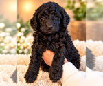 Litter of 9 - Male(s) and Female(s) Double DoodleLitter of Puppies for Sale - Photo #4