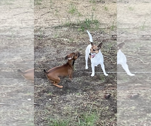 Medium Photo #1 Rat Terrier Puppy For Sale in WHITAKERS, NC, USA