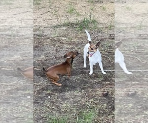 Mother of the Rat Terrier puppies born on 01/17/2025