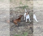 Small Photo #1 Rat Terrier Puppy For Sale in WHITAKERS, NC, USA