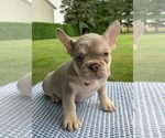 Image preview for Ad Listing. Nickname: Litter of 6