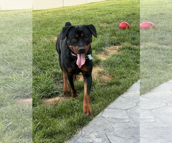 Medium Photo #2 Rottweiler Puppy For Sale in White Hall, AR, USA