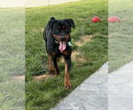 Small #1 Rottweiler