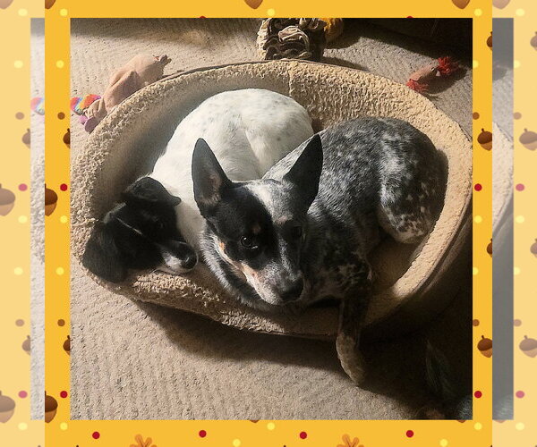 Medium Photo #3 Mutt Puppy For Sale in FAIRLAWN, OH, USA