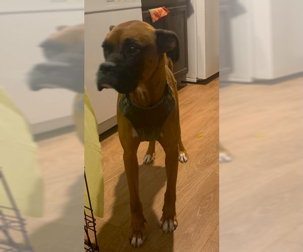 Medium Photo #3 Boxer Puppy For Sale in Austin, TX, USA