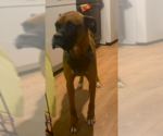 Small #2 Boxer