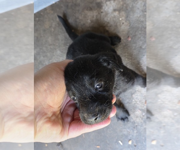 Medium Photo #10 Labrador Retriever Puppy For Sale in REXFORD, NY, USA