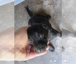 Small #9 Labrador Retriever