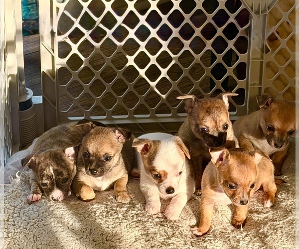 Medium Photo #1 Chihuahua Puppy For Sale in VIRGINIA BEACH, VA, USA