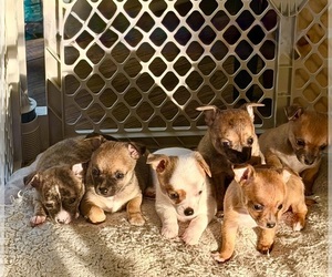 Chihuahua Puppy for sale in VIRGINIA BEACH, VA, USA