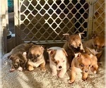 Small Chihuahua