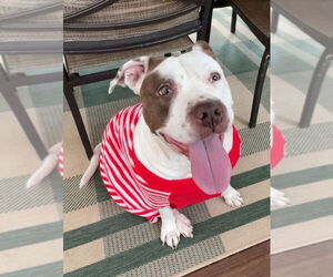 Juno - Female American Staffordshire Terrier-Unknown Mix Dog for Adoption - Photo #3