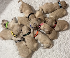 English Cream Golden Retriever Puppy for sale in ELLENSBURG, WA, USA